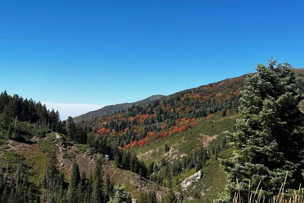 Francis Peak Road (FS 009)