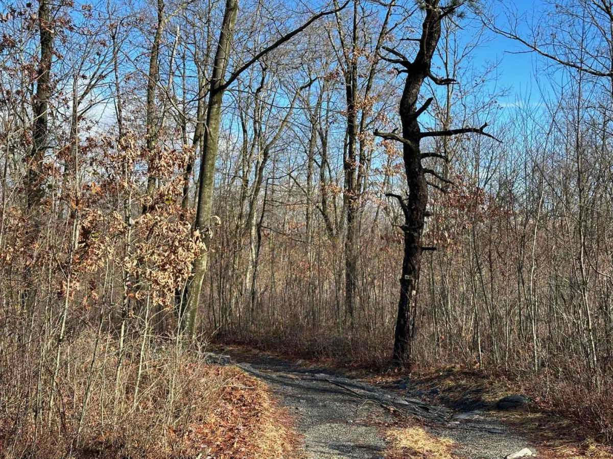 N1 Green trail photo