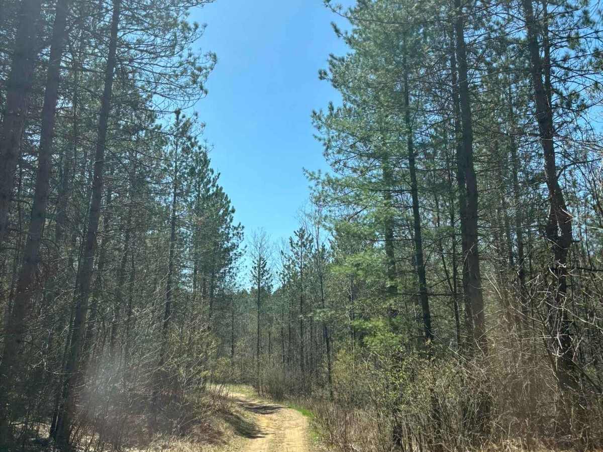 Forest Road 2259 trail photo