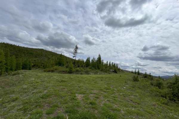 Clearcuts to Bob's Creek Road