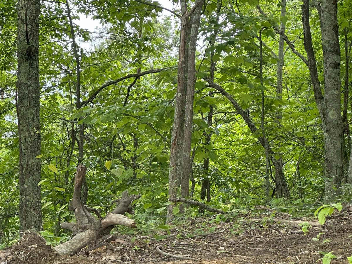108A trail photo