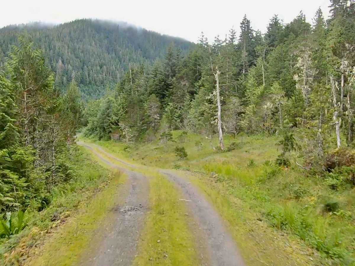 Highbush - 50040 photo 3