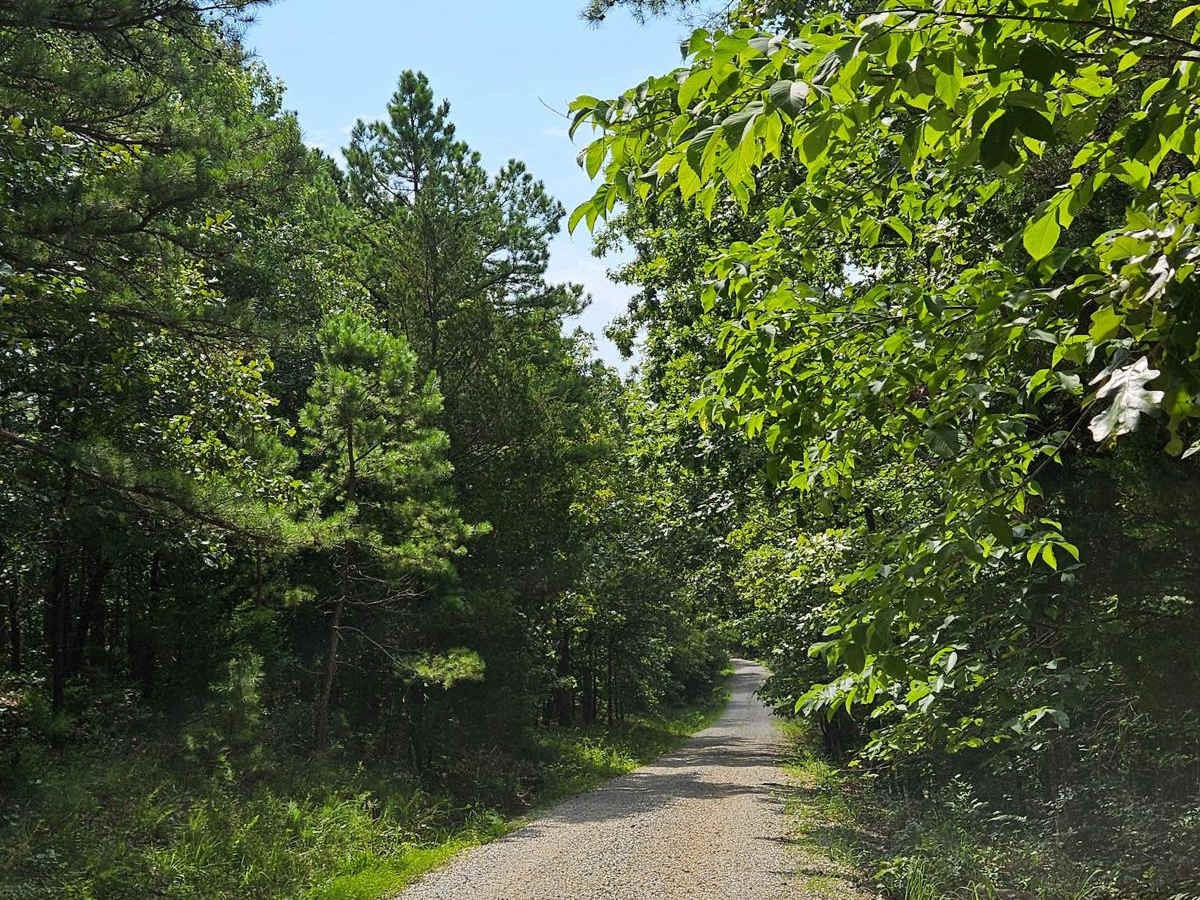 Wolf Mountain - FSR 3213 photo 4