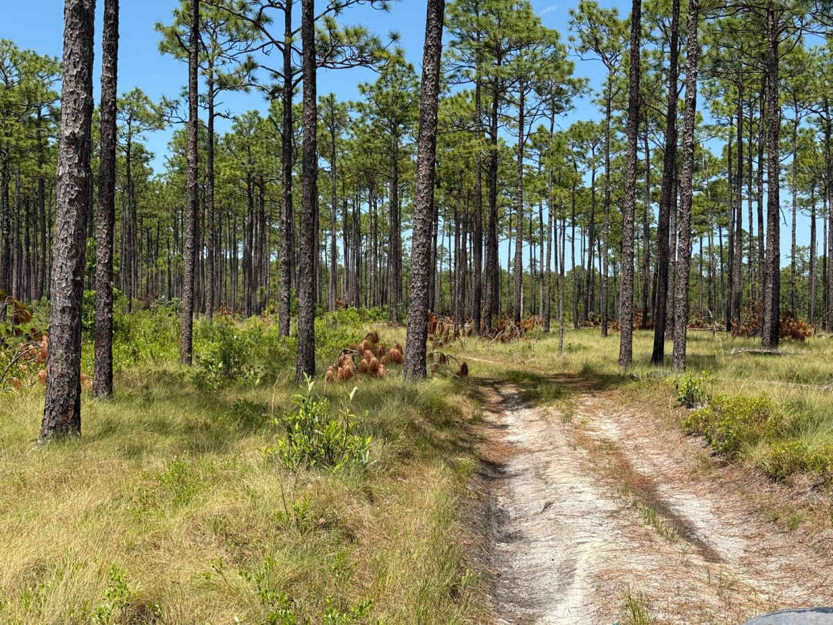 Millis Road Spur photo 6
