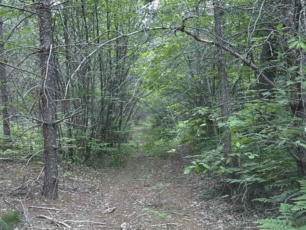 Horse Shoe trail photo 6
