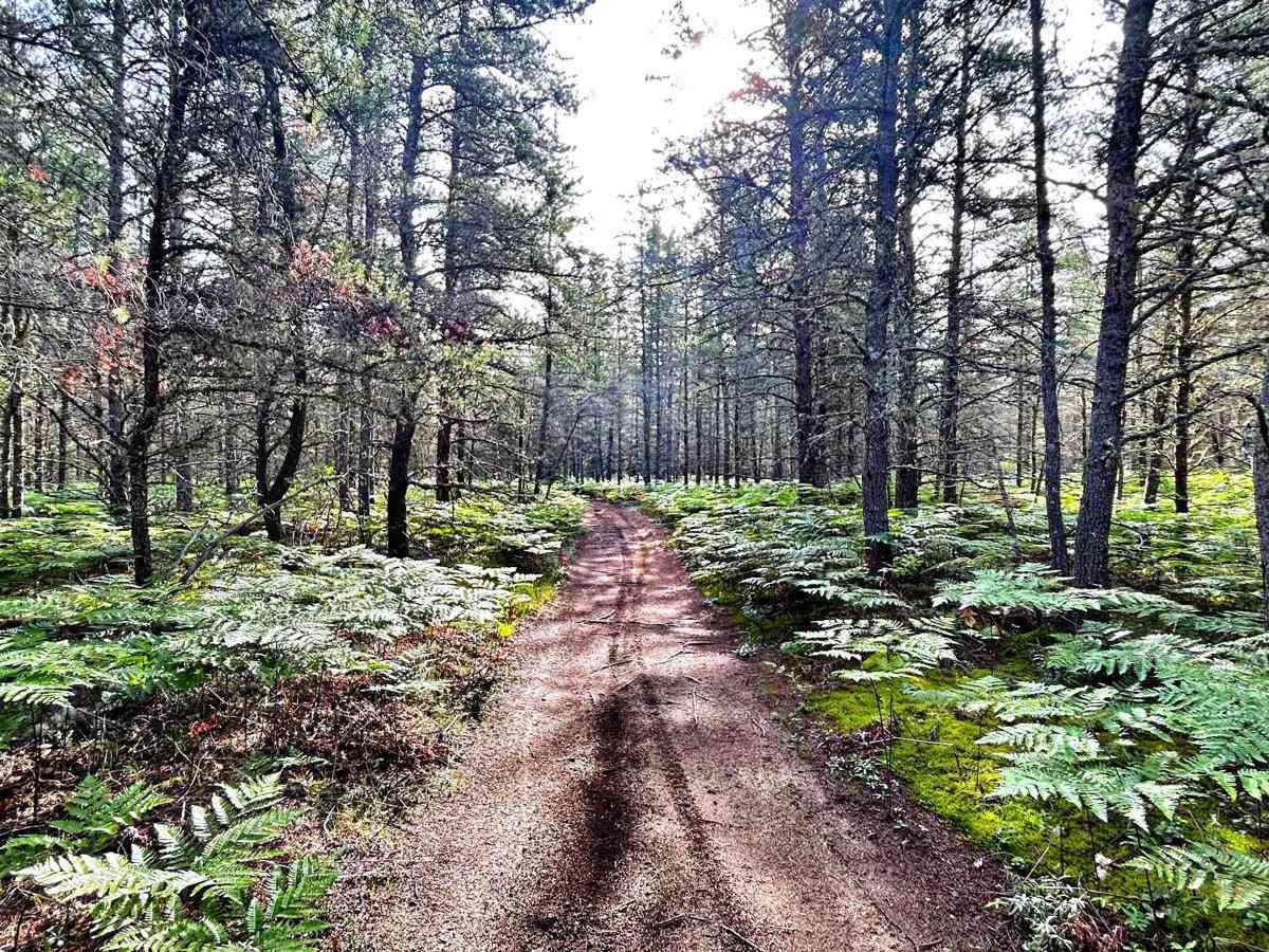 Baraga Plains North Loop photo 4
