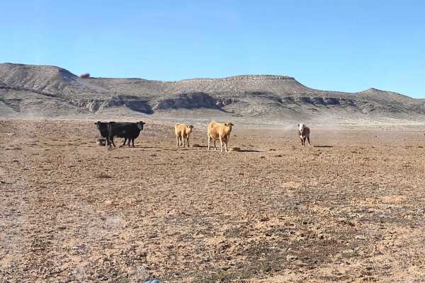 Northern Arizona High Desert (Part 2)