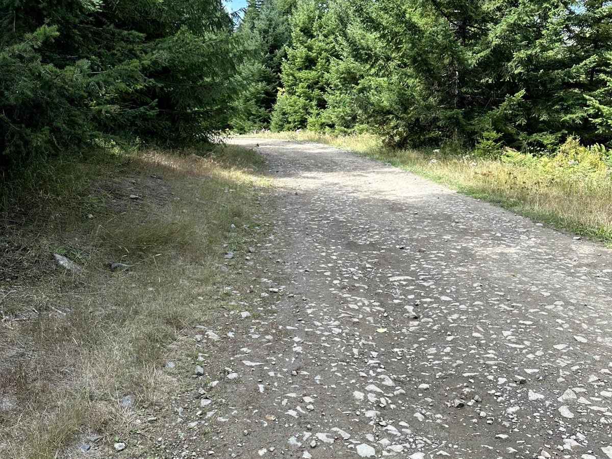Road 99 photo 3