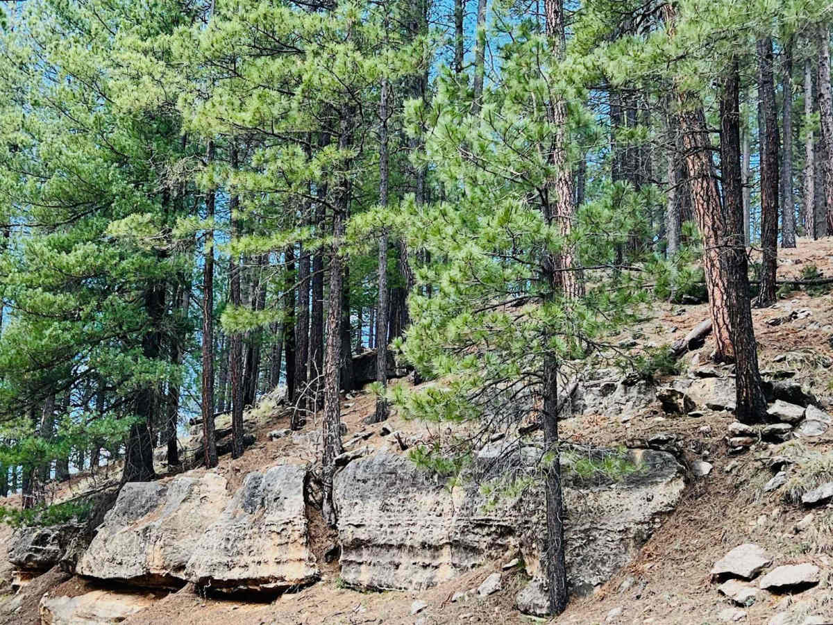 Potato Lake Rim Road photo 5
