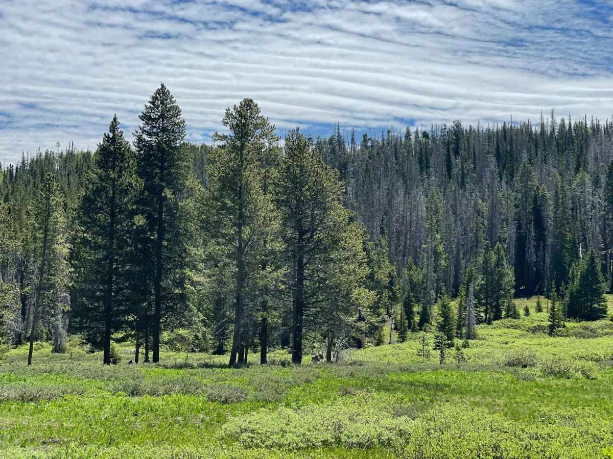 Road Hollow trail photo