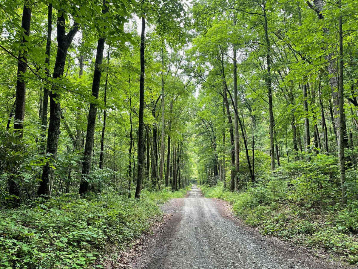 Little Stoney Creek/Laurel Fork photo 6