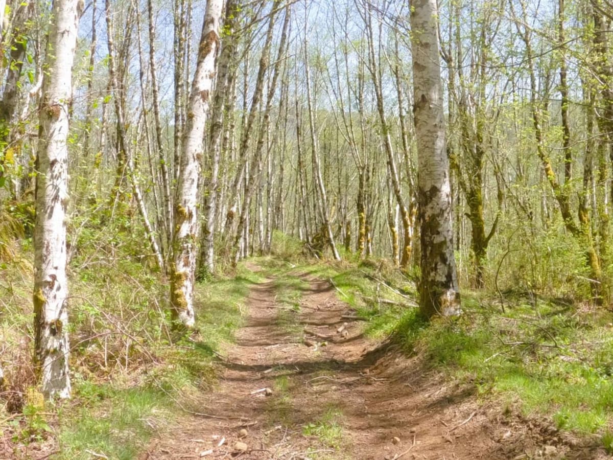 Zig Zag Trail photo 3