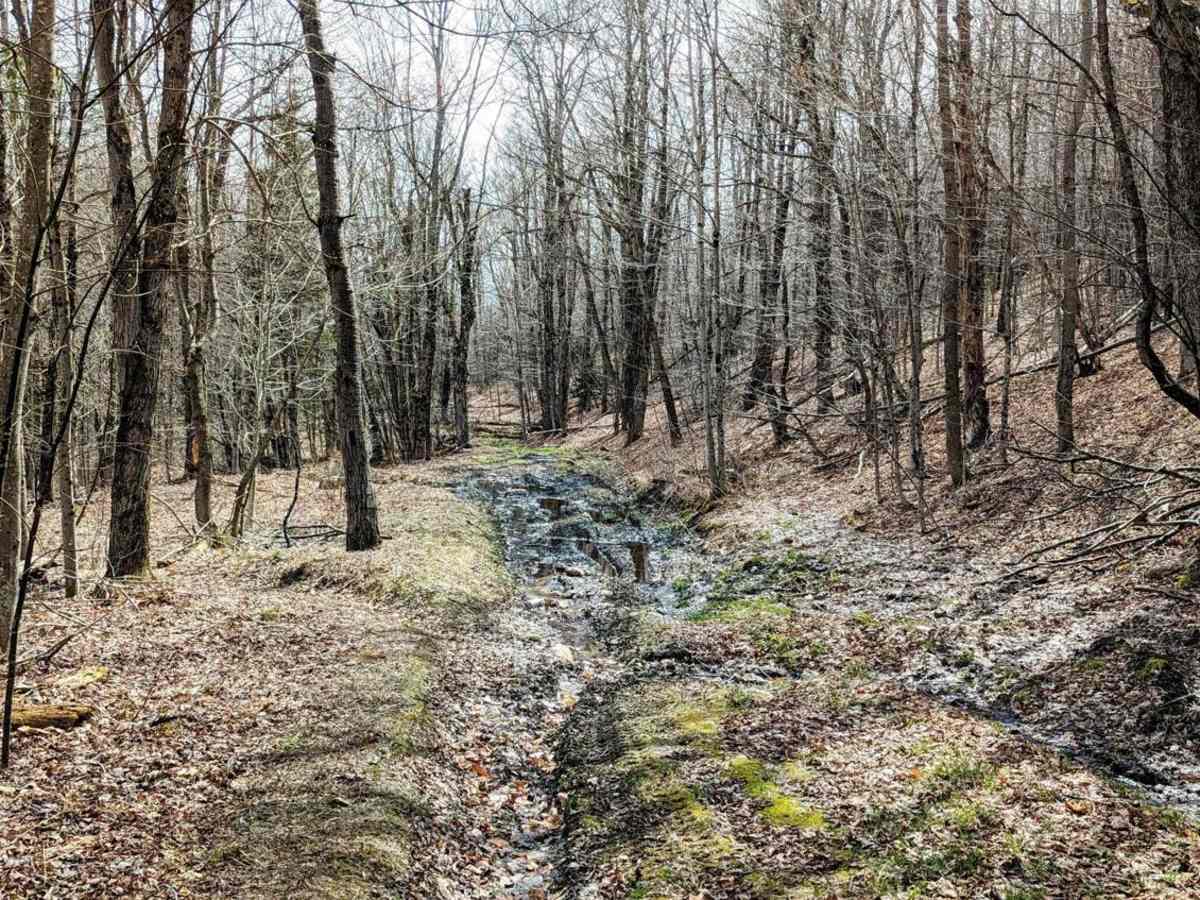 Brown Road trail photo