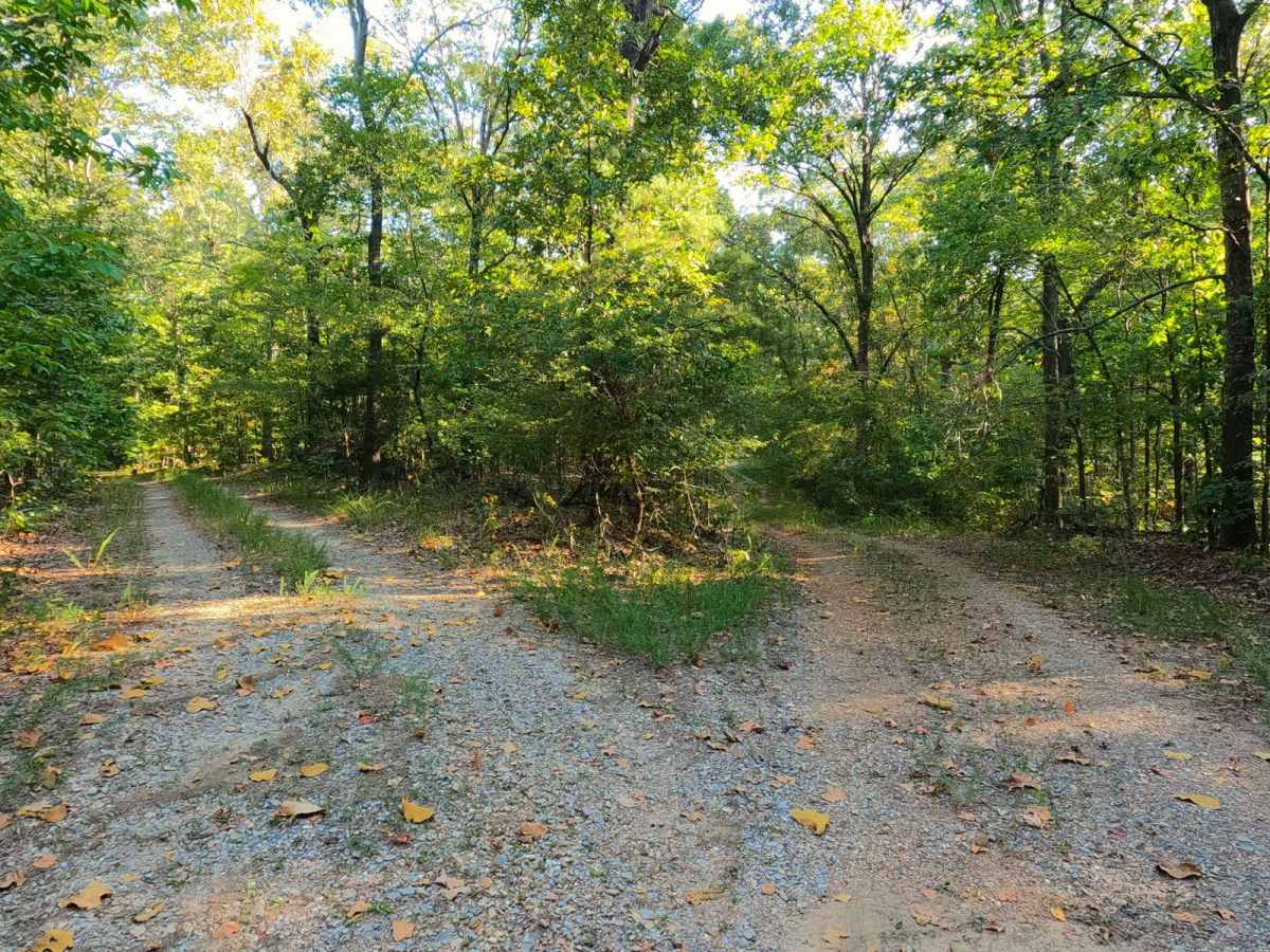 Green Branch Road - FS 409 photo 3