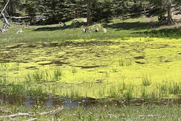Green Pond - FS 453C
