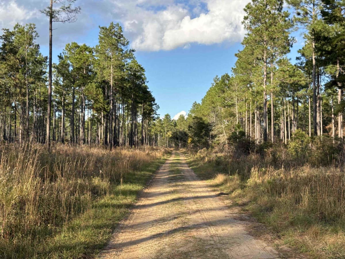 Pine Island Road photo 4
