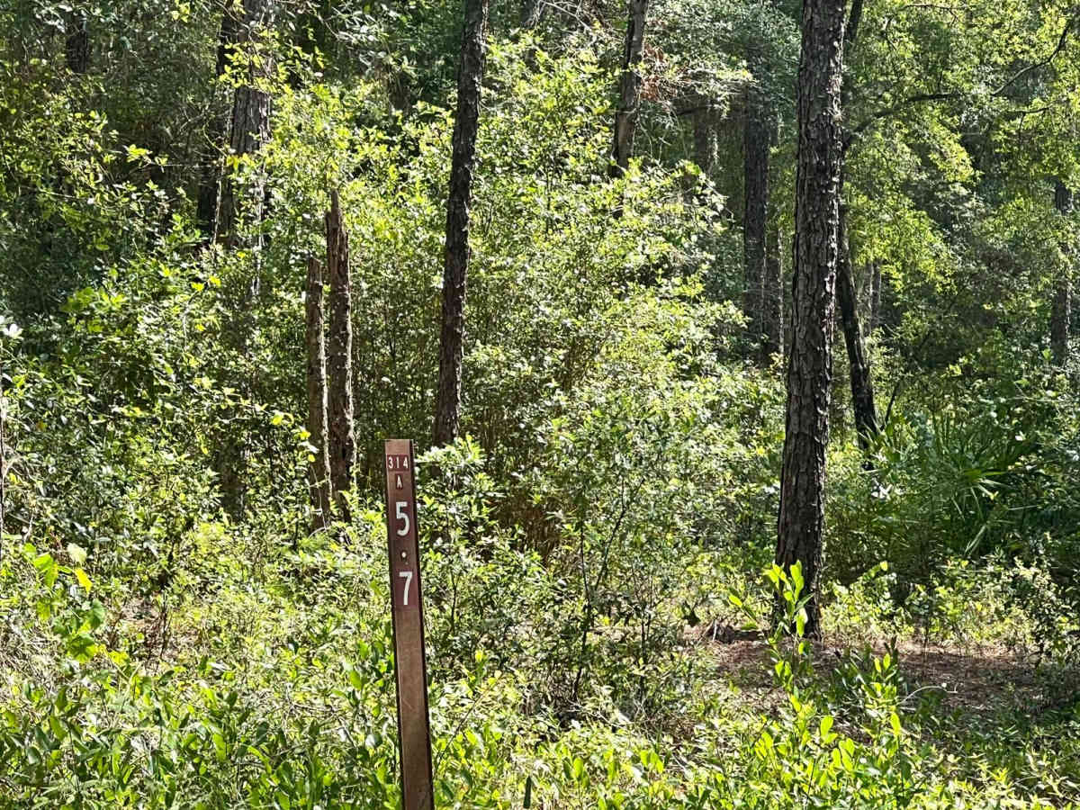 Ocala National Forest | Trail 314A-5.7 trail photo