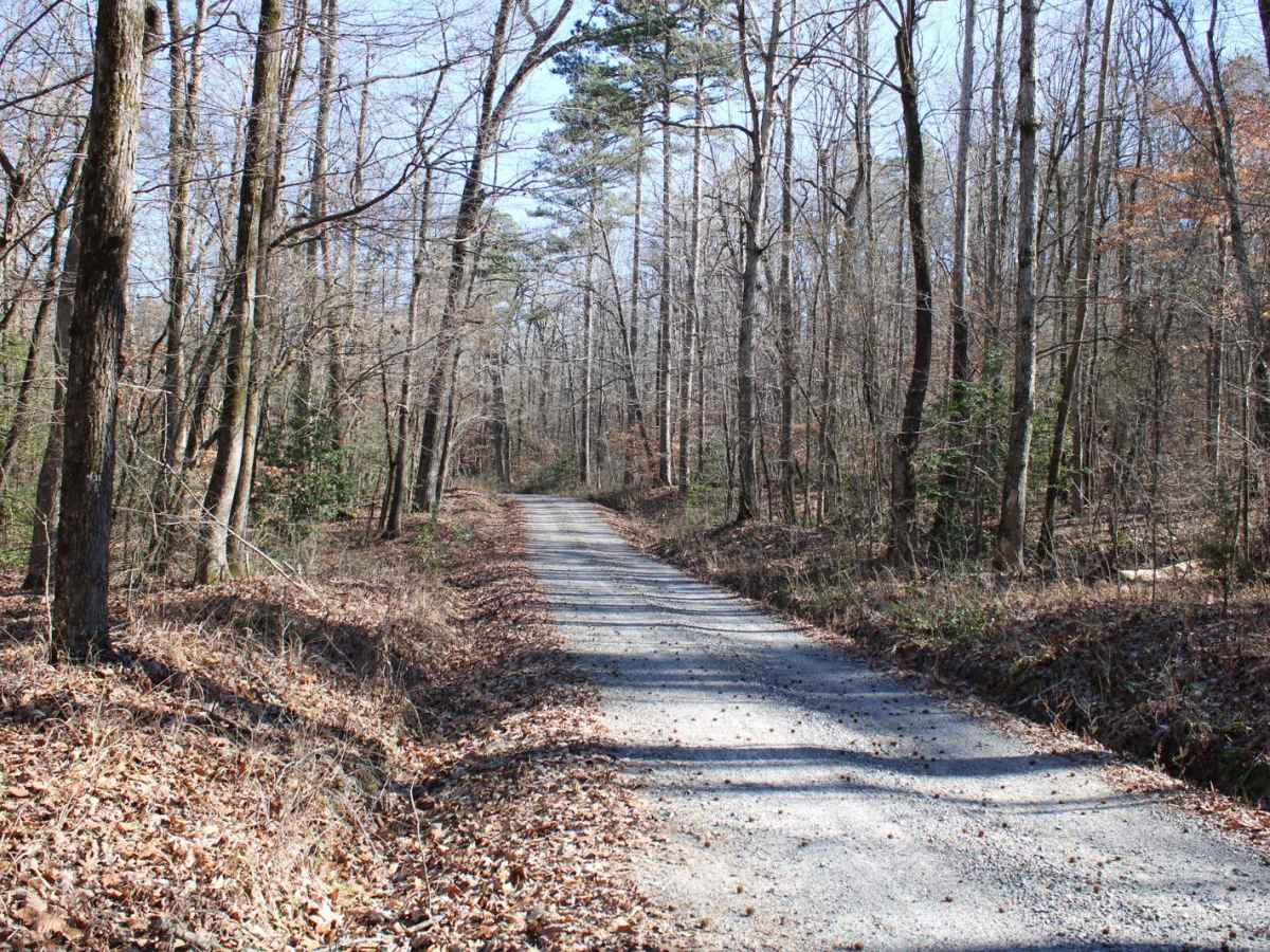 Collier Springs trail photo