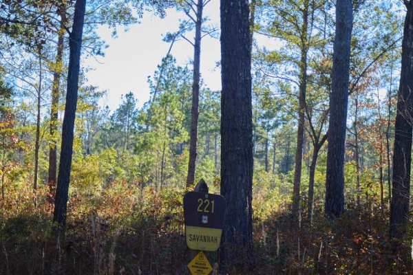 Savannah - FSR221