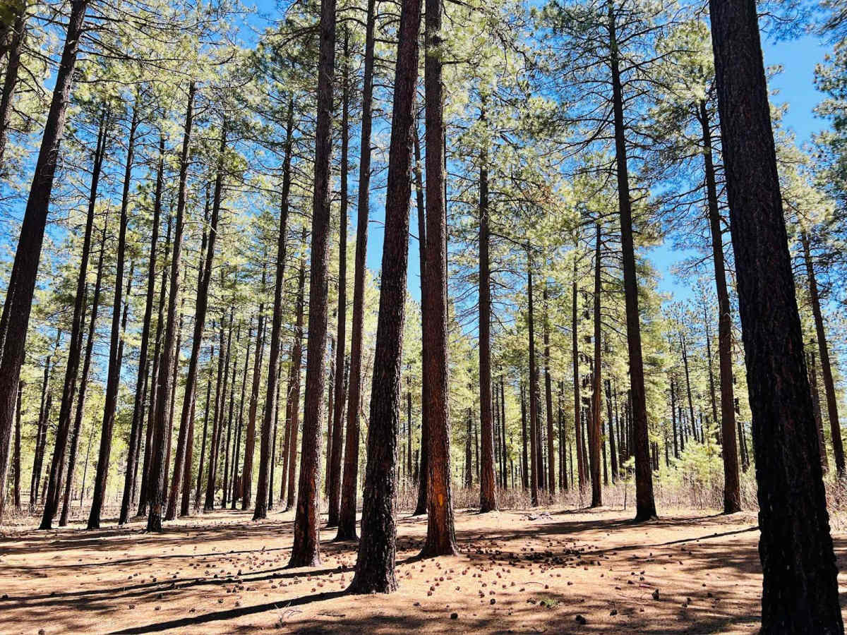 Pivot Rock Canyon trail photo