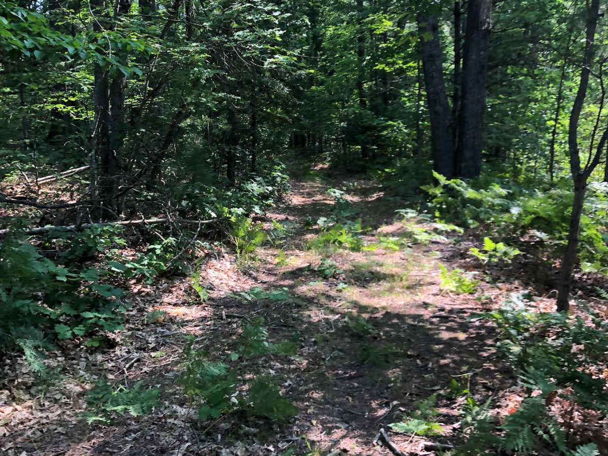 What Trail? photo 3