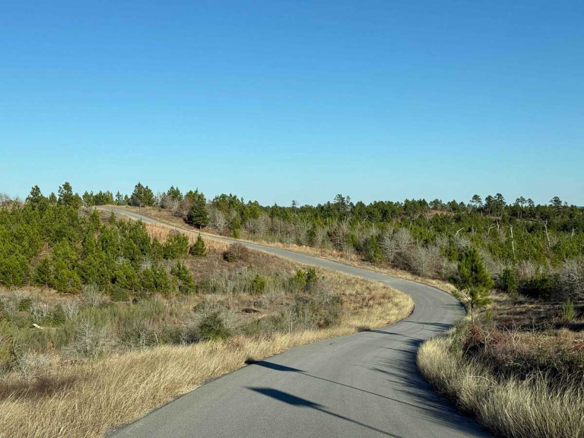 Bastrop State Park Backroads photo 4