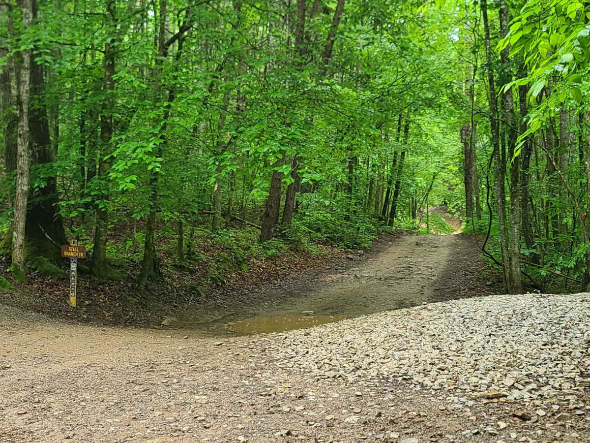 Stell Branch Trail - Trail 11 trail photo