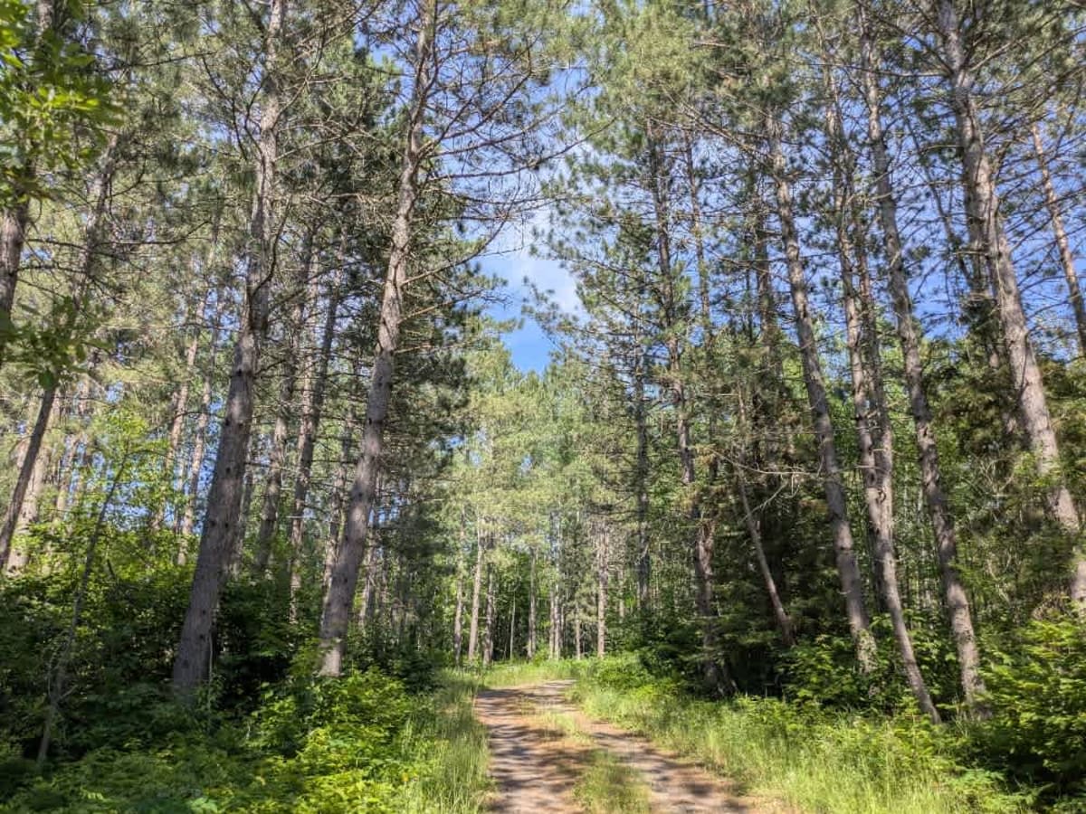 Mooseline Spur K photo 2