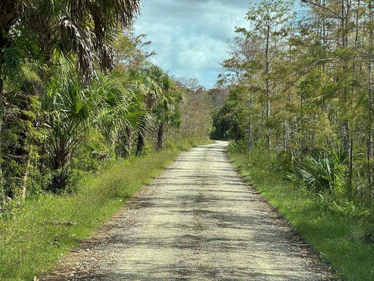 Bear Island Road trail photo