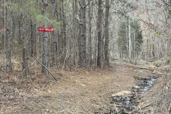 Ed's Holler