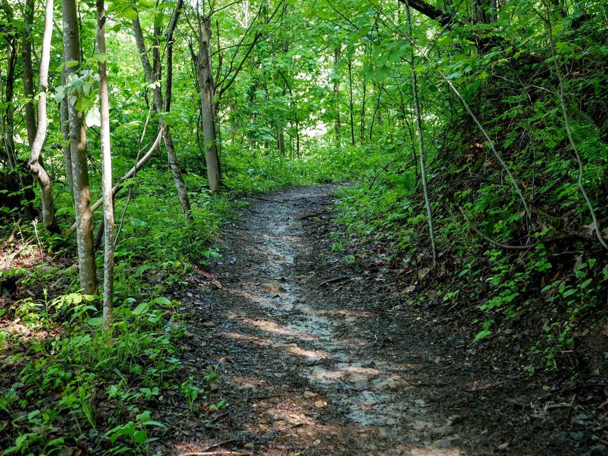 DA 136 trail photo