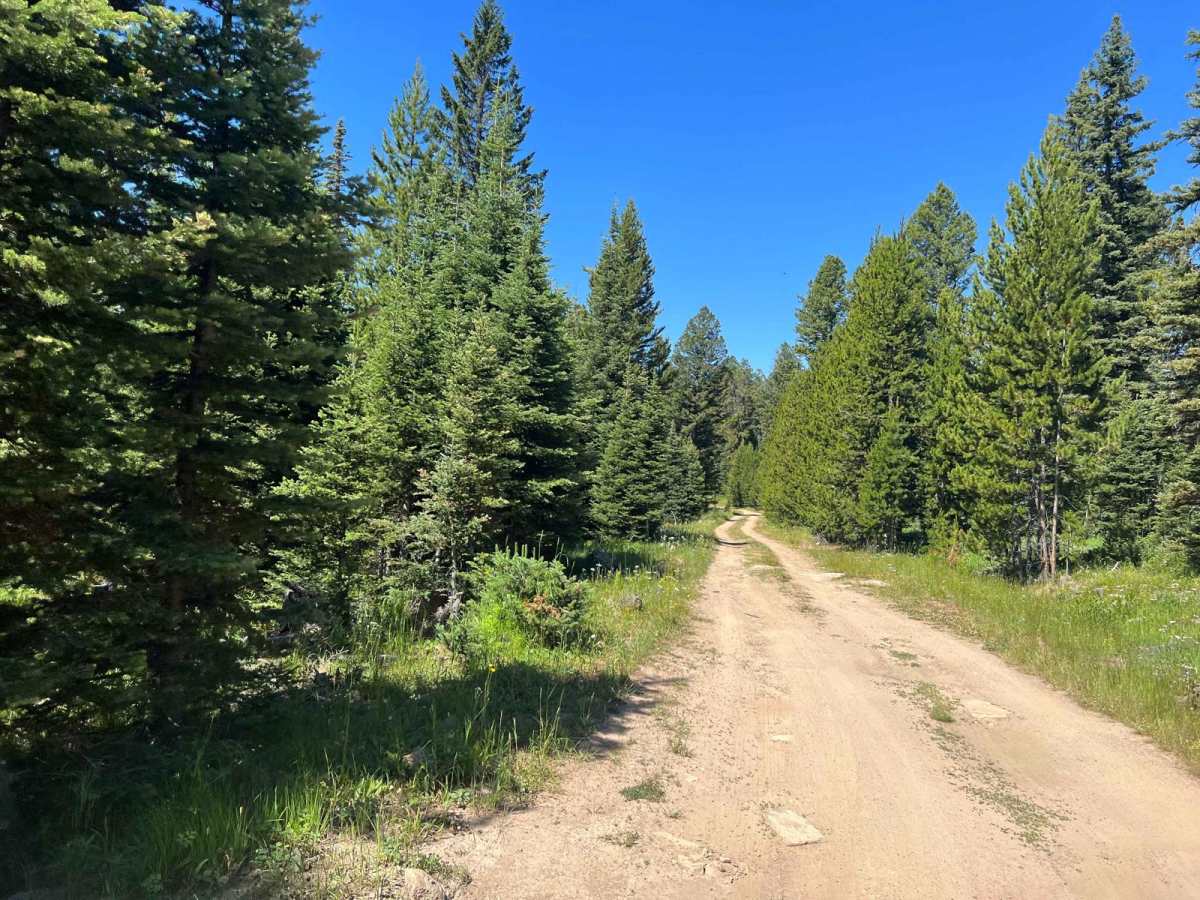 Virginia Creek (1249) photo 2