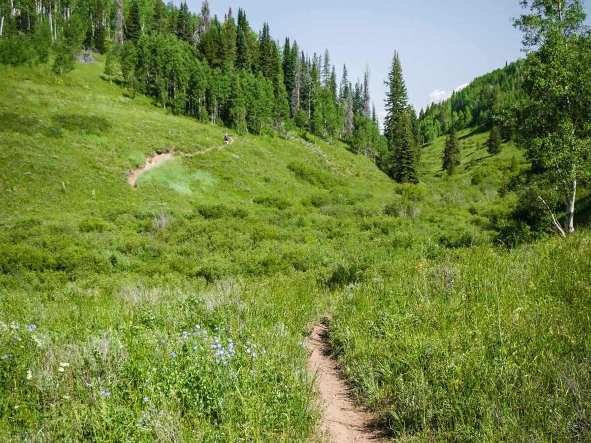 Independence Creek trail photo