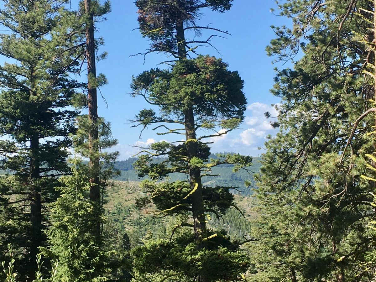 Blacktail Point Road photo 5
