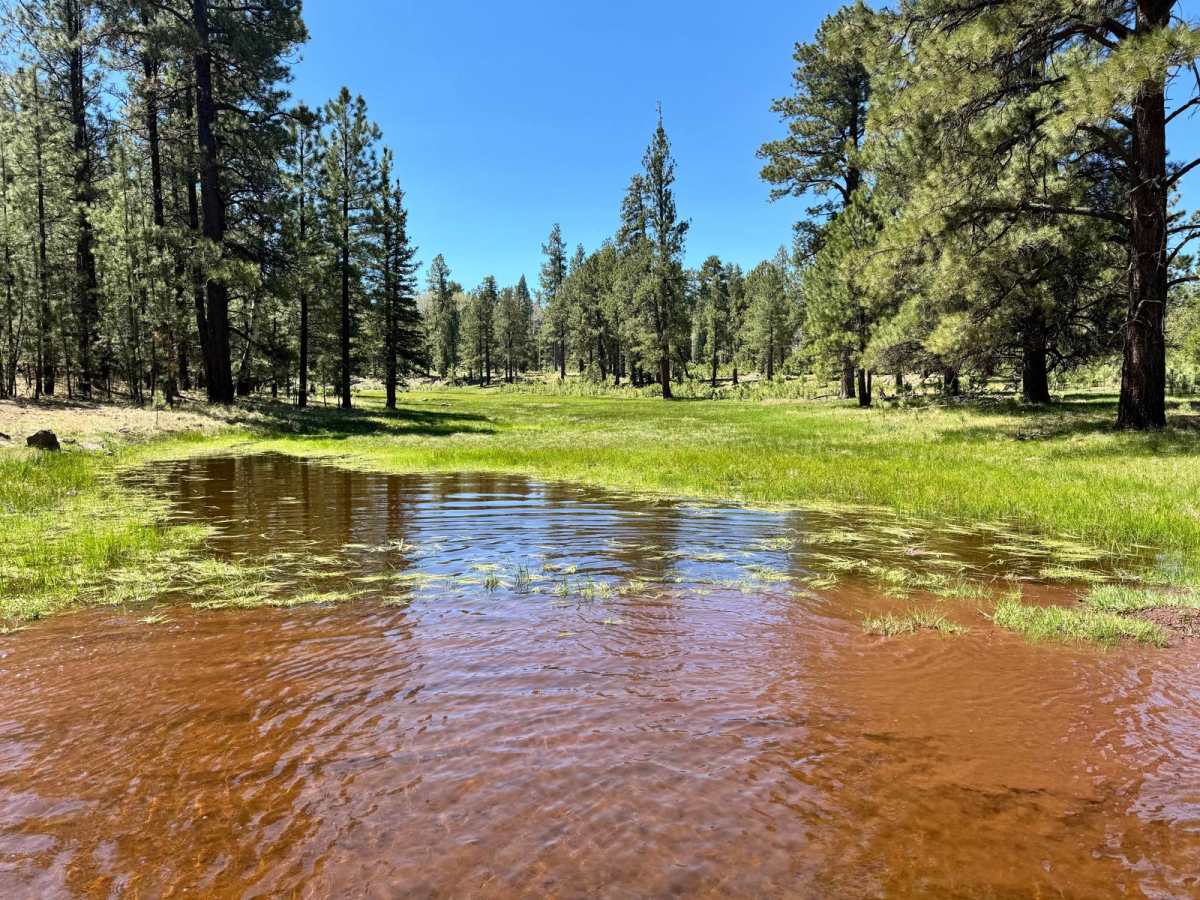 Carnero Creek Trail photo 4