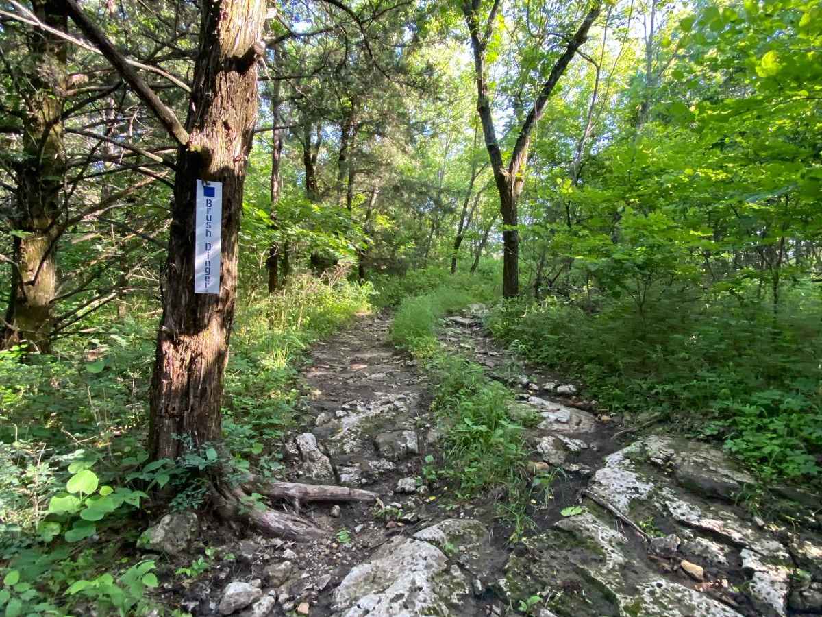 Brush Dinger trail photo