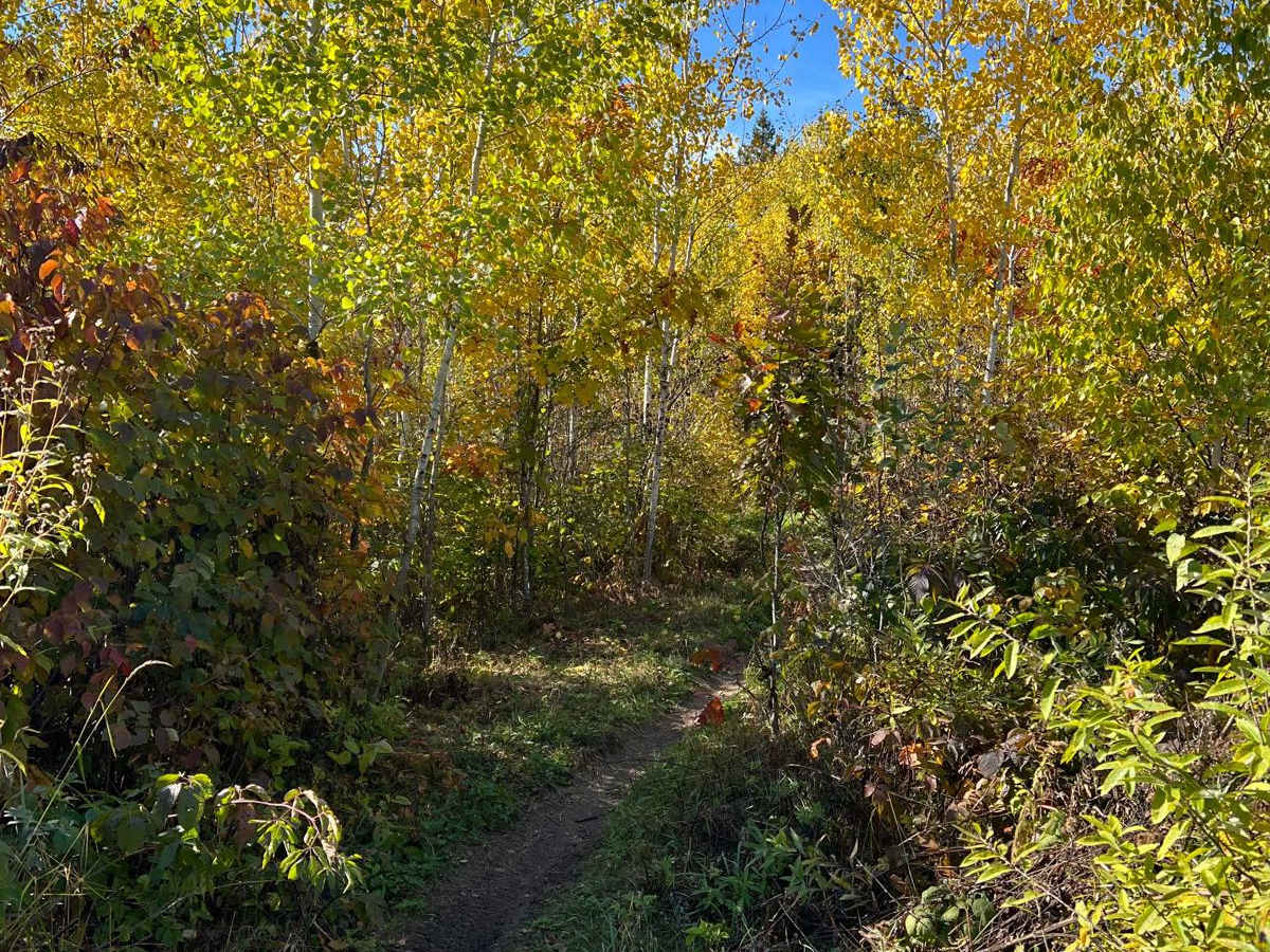 Paul Bunyan Single Track West Loop trail photo