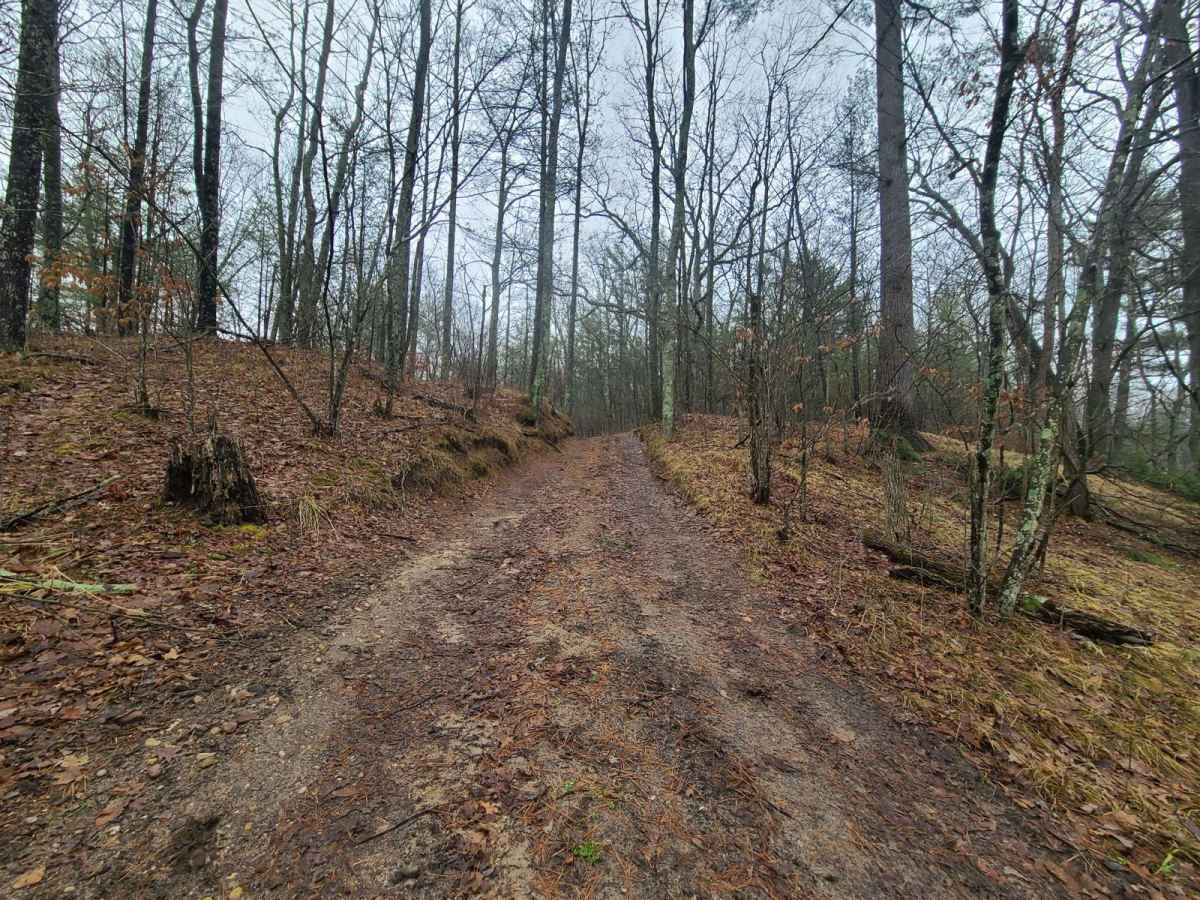Forest Road 5301 photo 3