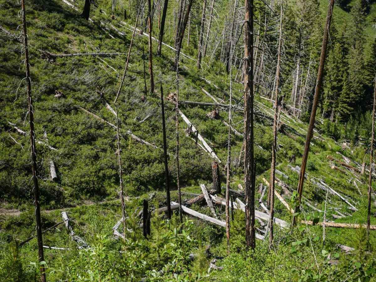 Red Warrior - Lodgepole photo 6