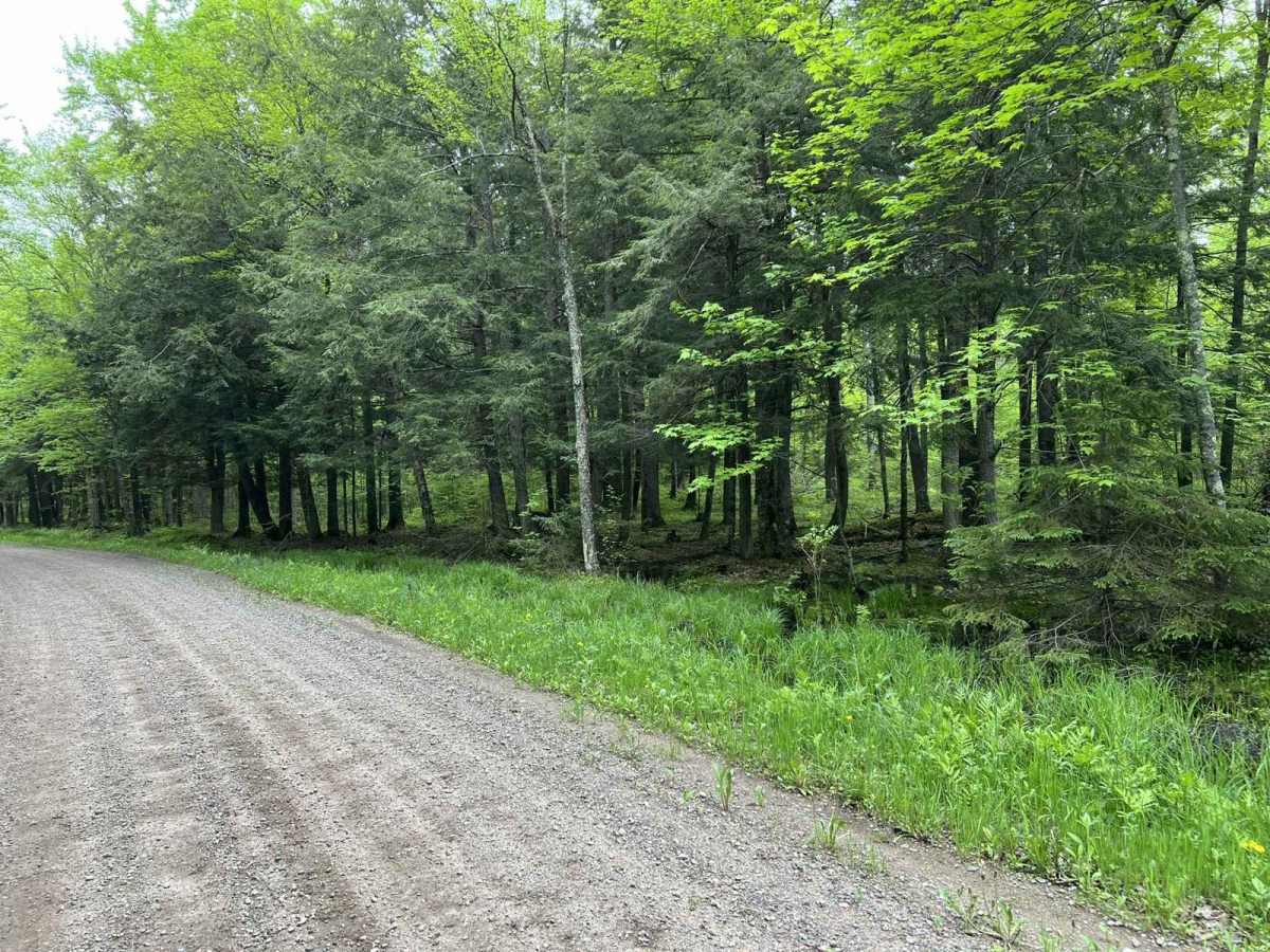 McArthur Pine FR 2167 photo 5