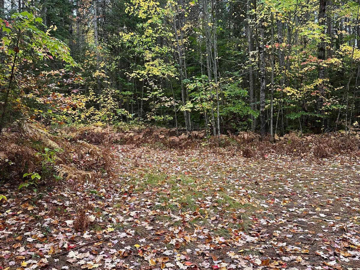 FS 2242 trail photo