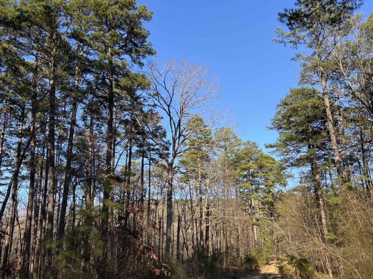 Wildcat Mountain 179 trail photo