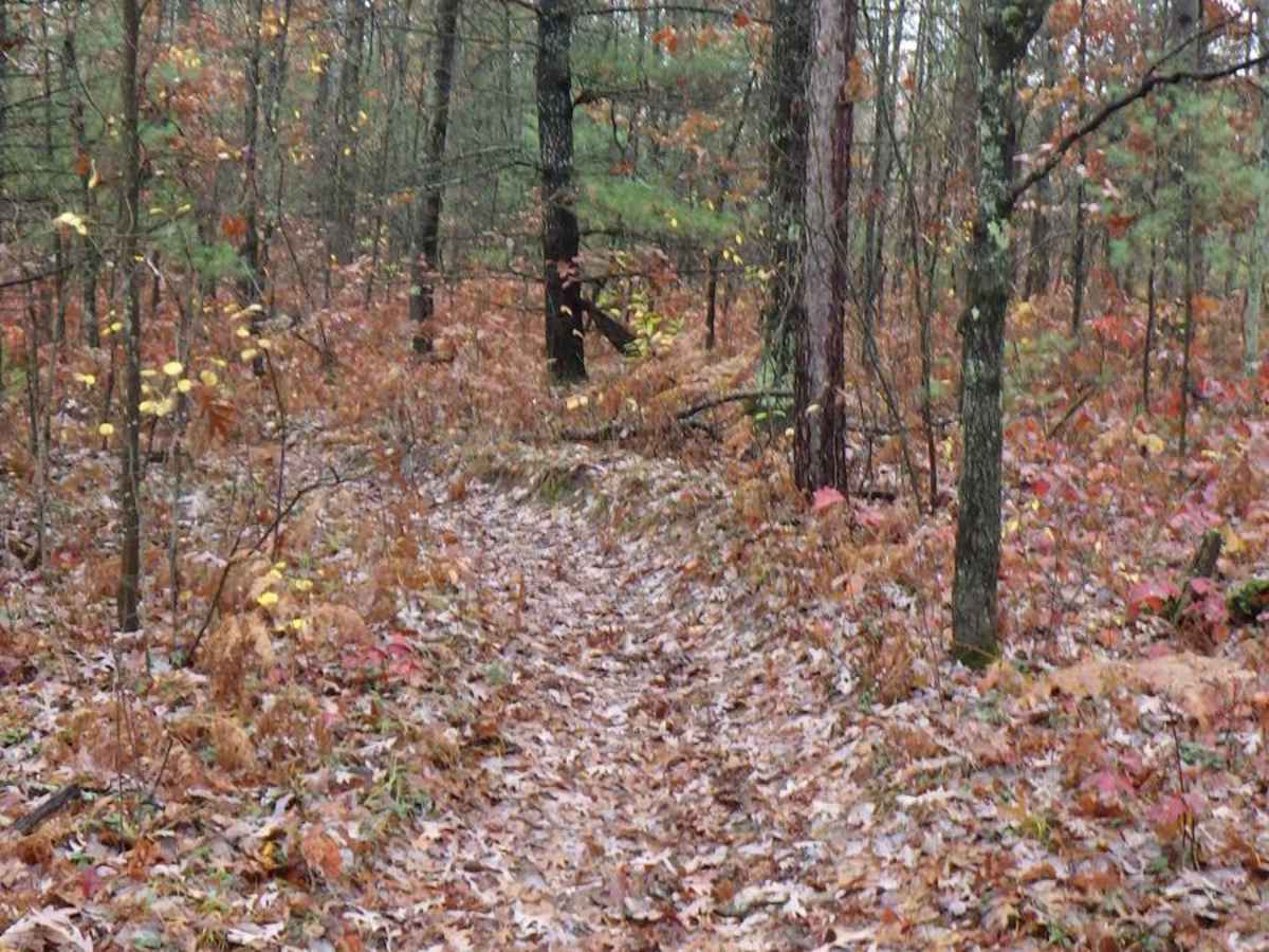 Little Manistee Cutoff 24-inch Trail photo 6
