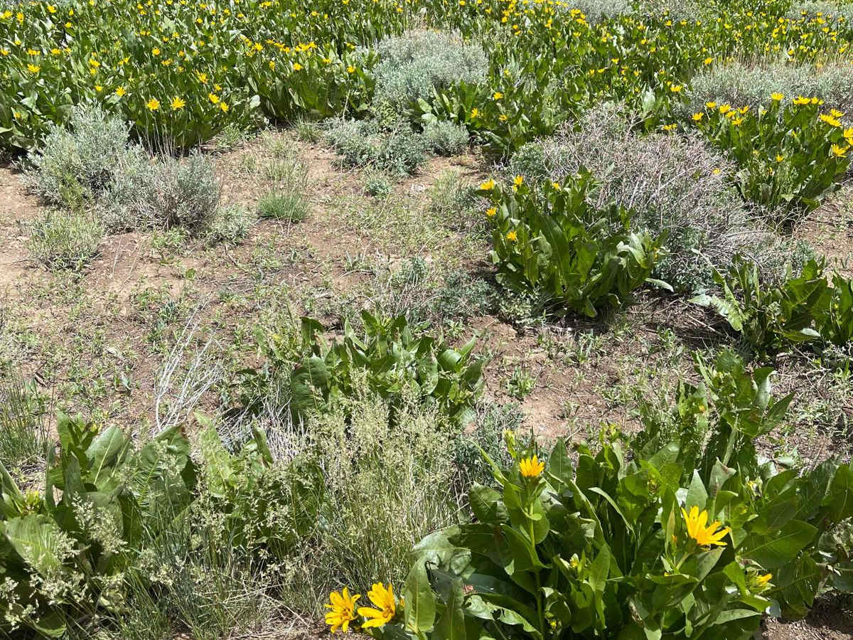Sonoma Peak Access Trail trail photo