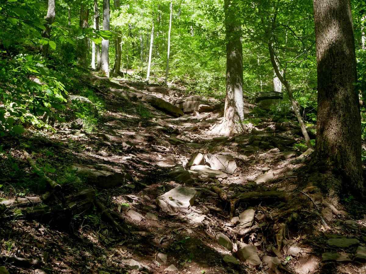 Trail 25 photo 6