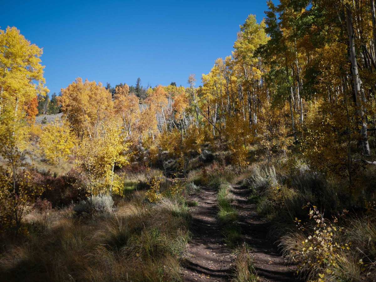 Right Hand ATV Trail photo 3
