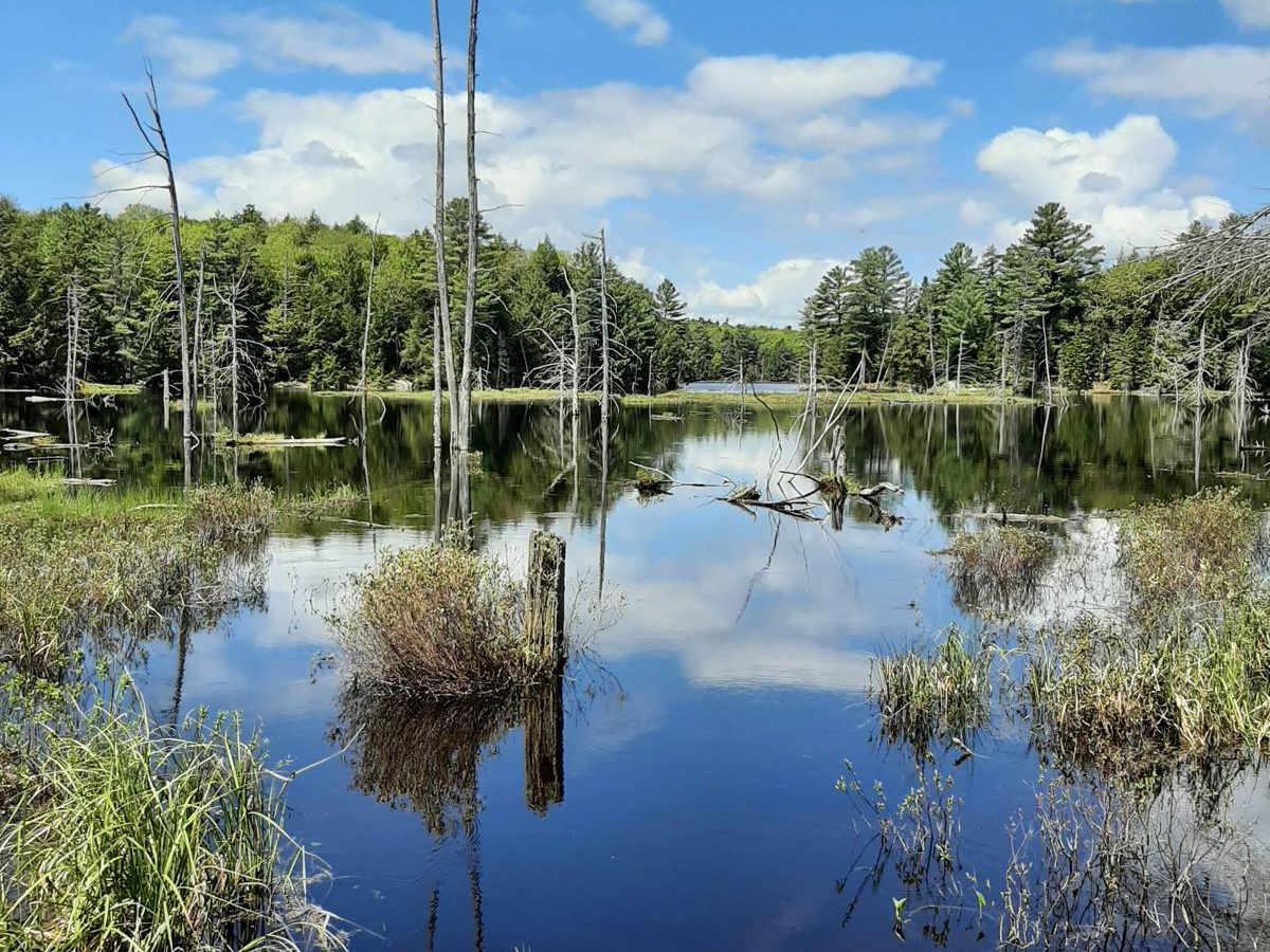 Shoe Lake trail photo
