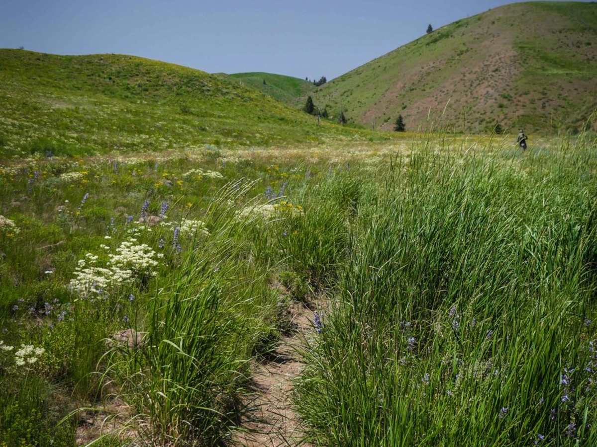 Cow Creek photo 6