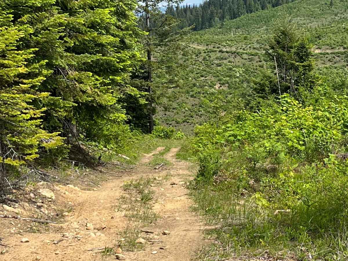 Forest Service Road 3306C photo 5