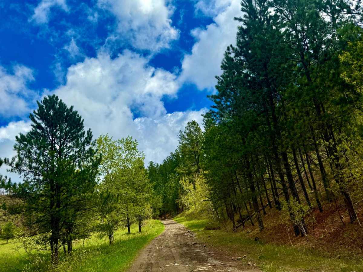 Ruby Gulch Road - FS 738 photo 4